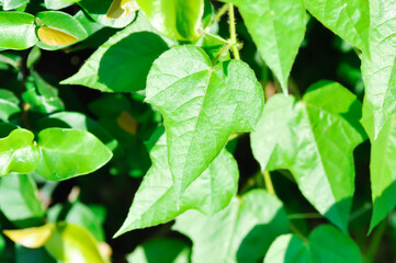 Obraz premium Fetid passionflower, foetida or Medthai, Passiflora or Passiflora foetida L or PASSIFLORACEAE or Scarletfruit or Stinking passion flower
