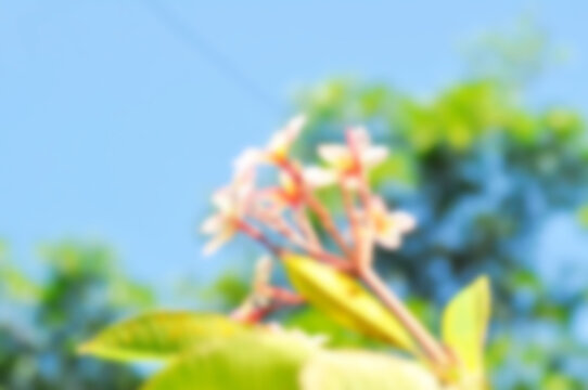 blur background or blur flower background or frangipani, frangipani flower or pagoda tree or temple tree and sky