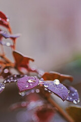 Macro close-up of purple leaves with fresh water droplets. Soft natural light and shallow depth of field create a dreamy botanical background, ideal for nature, freshness, and calm concepts.