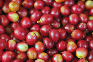 High-resolution close-up image of red coffee cherries after harvesting. Fresh and raw coffee fruits with natural texture, ideal for concepts related to coffee beans natural background.
