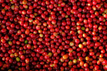 High-resolution close-up image of red coffee cherries after harvesting. Fresh and raw coffee fruits with natural texture, ideal for concepts related to coffee beans natural background.