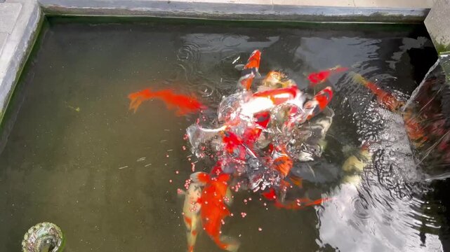 Group of colorful koi fish feeding on pellets in a concrete pond with running water
