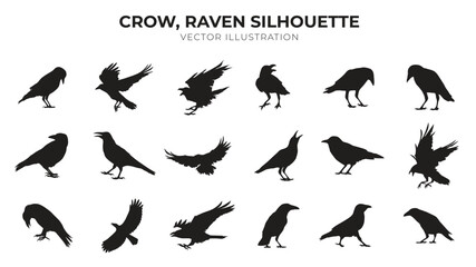Fototapeta premium crow, raven silhouette vector illustration
