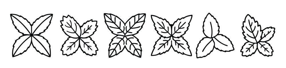 Mint leaf detailed line art intricate botanical illustration © rafkat