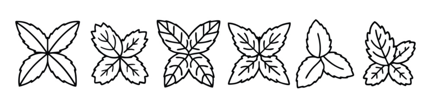 Mint leaf detailed line art intricate botanical illustration