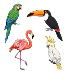 Fototapeta premium Colorful birds display