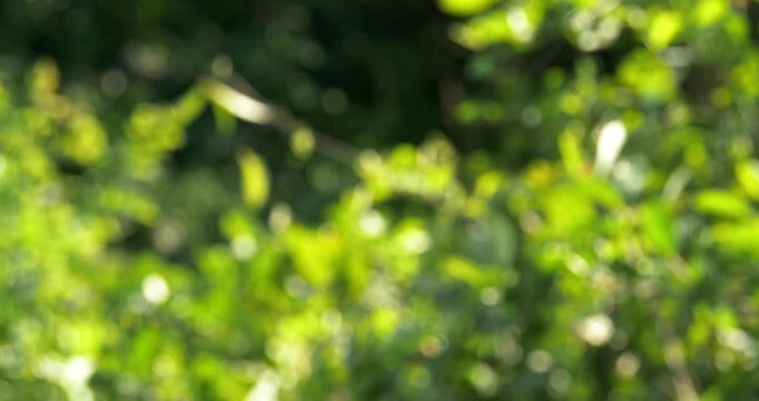 A vibrant portrayal of blurred foliage showcasing beauty of nature.