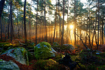 Denecourt path 10 in the Rock of Avon hillside. Fontainebleau forest
