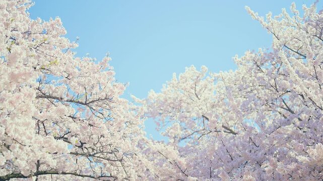beautiful Spring day, Cherry blossom against blue sky in park, Somei Yoshino Sakura blooming in sunshine day. Japan Travel background, template and wallpaper for spring season and Hanami picnic