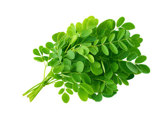 Fresh Moringa Leaves Bundle on a transparent background