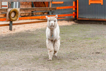 Fototapeta premium White alpaca on the farm