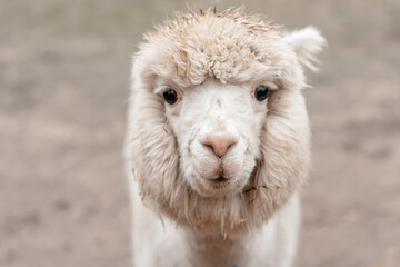 Fototapeta premium White alpaca on the farm
