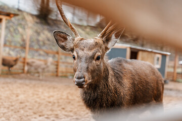 Obraz premium Beautiful deer on the farm