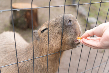 Fototapeta premium Capybara on the farm at the zoo