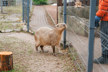 Fototapeta premium Capybara on the farm at the zoo