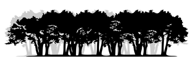 forest tree silhouette