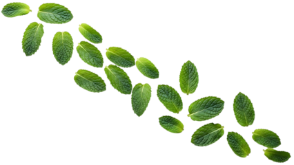 Delicious homemade pizza with fresh basil leaves on a wooden board isolated on transparent background