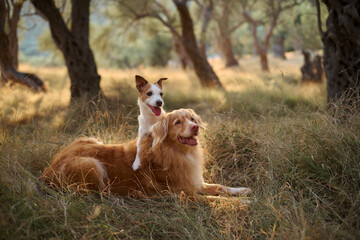 A Jack Russell Terrier stands with its front paws on a Nova Scotia Duck Tolling Retriever in tall grass. The playful interaction between the two dogs is framed by olive trees.
