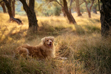 A Nova Scotia Duck Tolling Retriever lies alone in high dry grass between olive trees. The frame highlights the dog golden coat and the warmth of the forest scene.