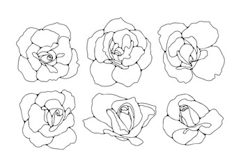 Buds rose flower outline isolated on white background. Hand drawn floral illustration.