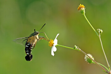 humming moth sucking pollen at garden