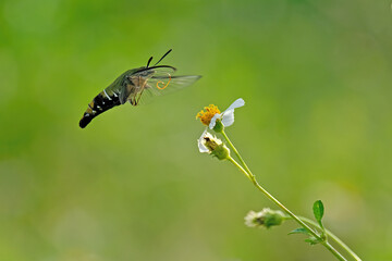 Naklejka premium humming moth sucking pollen at garden