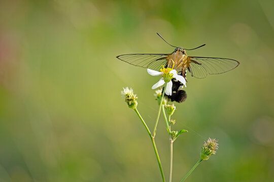 humming moth sucking pollen at garden