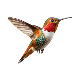 Fototapeta premium isolated hummingbird in flight