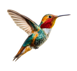 Fototapeta premium isolated hummingbird in flight