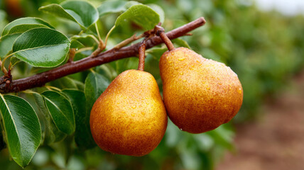 Close-up of ripe pears on a tree branch in a lush orchard.