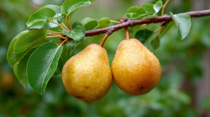 Two ripe pears hanging from a branch with green leaves.