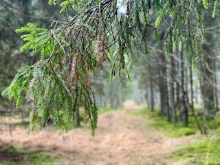 Spruce branches hanging over a quiet forest path, creating a soft green frame in a misty coniferous woodland, evoking calm and natural serenity. © Kristine