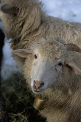 close up of a sheep