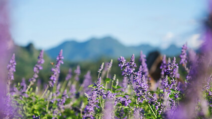 Obraz premium Closeup image of a beautiful purple Lavender flower field