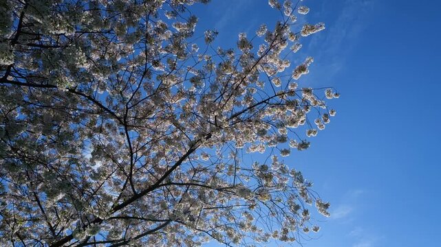 Blooming branch with white flowers of cherry blossom tree on spring blue sky background. Spring banner. Design for Easter day. Beauty spring sunny day.