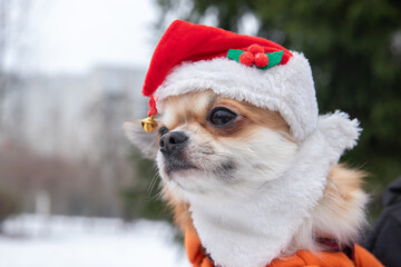 Festive Dog Wearing a Cute Santa Hat Celebrates the New Year in a Snowy Park Setting, Bringing Joy to Onlookers