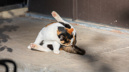 Calico Cat Grooming Itself on Sunlit Concrete Floor