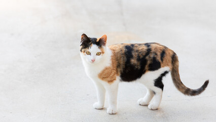 Calico Cat Standing on Light Colored Ground