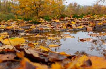 beautiful autumn landscape, closeup of colorful leaves in a forest, leaves on the surface of a puddle of water, cloudy weather