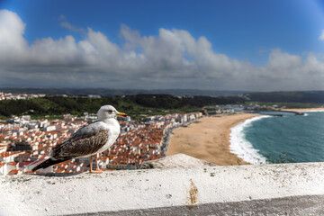 Juvenile european herring gull with view onto the beach and town of Nazare, Portugal.