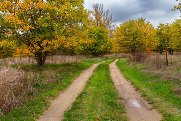 beautiful landscape of country road in autumn forest with bright yellow leaves on trees, cloudy weather