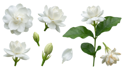 White Jasmine Flower Collection on White