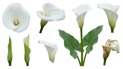 Elegant White Calla Lily Flower Set: Blooms, Buds, and Petal on White Backdrop