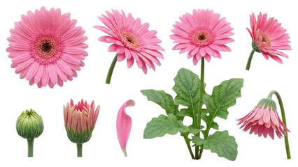 Pink Gerbera Daisy Watercolor Set: Blooming Flowers, Bud, and Leaf on White