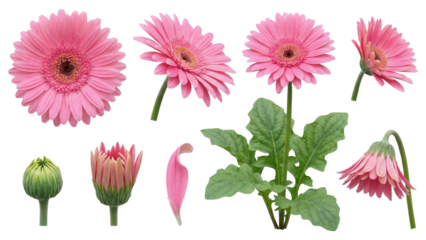 Pink Gerbera Daisy Watercolor Set: Blooming Flowers, Bud, and Leaf on White
