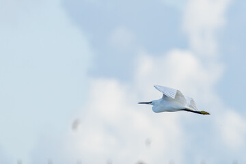 The little egret (Egretta garzetta) is a species of small heron in the family Ardeidae. It is a white bird with a slender black beak, long black legs 