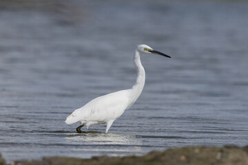Obraz premium The little egret (Egretta garzetta) is a species of small heron in the family Ardeidae. It is a white bird with a slender black beak, long black legs 