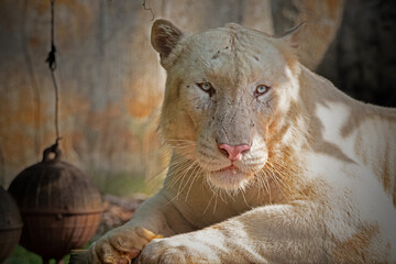 Naklejka premium White tiger or bleached tiger is a leucistic pigmentation