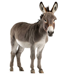 Fototapeta premium Donkey isolated on transparent background looking directly at camera with alert expression standing on all fours with visible ears and distinctive brown and white fur