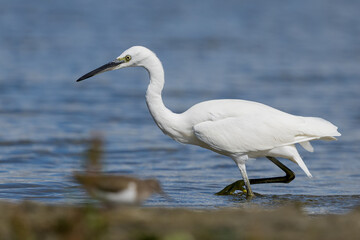 Obraz premium The little egret (Egretta garzetta) is a species of small heron in the family Ardeidae. It is a white bird with a slender black beak, long black legs 